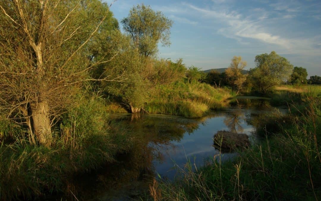 Lobau-Autobahn S1 ist pure Geldvernichtung