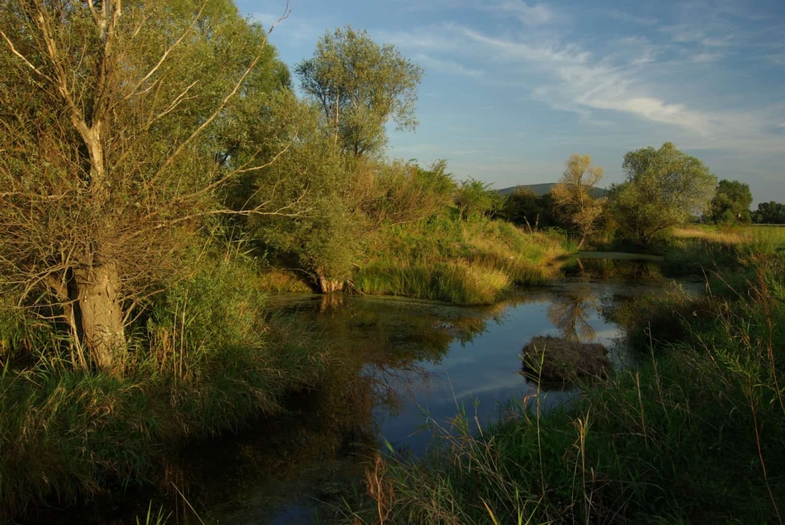 Auenlandschaft