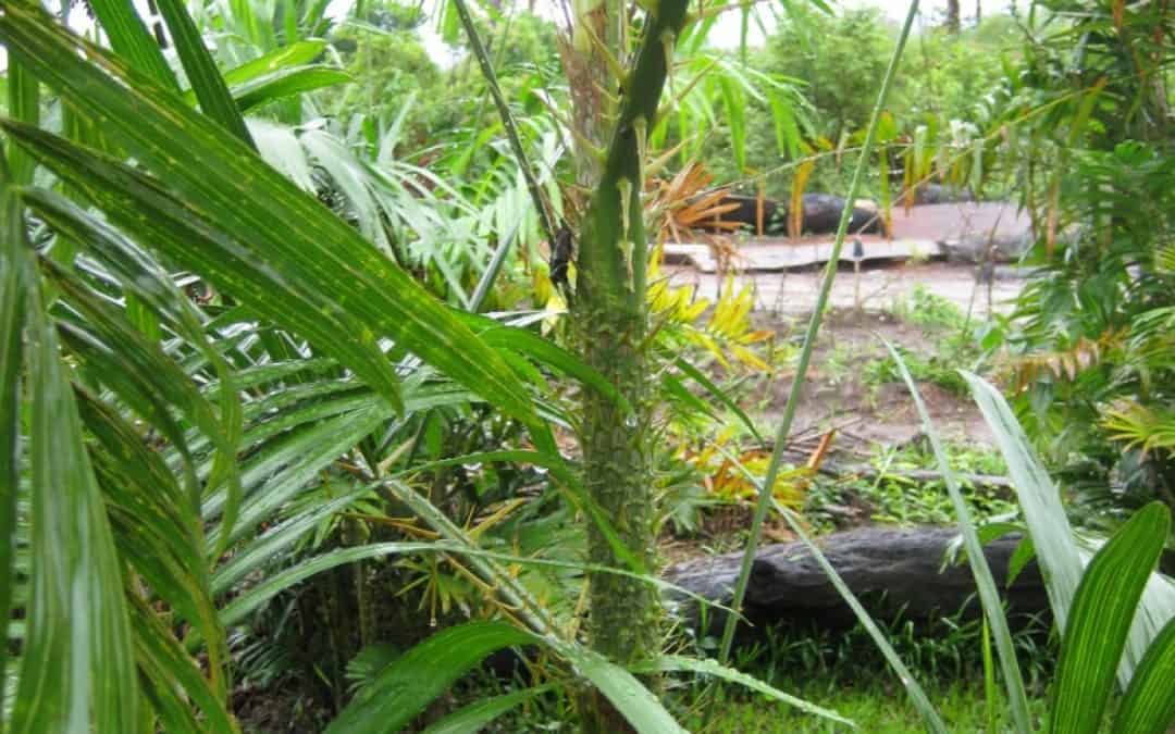 WWF präsentiert Weltneuheit: Erster nachhaltiger FSC-Rattanwald in Laos