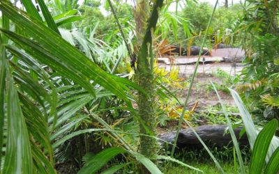 WWF präsentiert Weltneuheit: Erster nachhaltiger FSC-Rattanwald in Laos