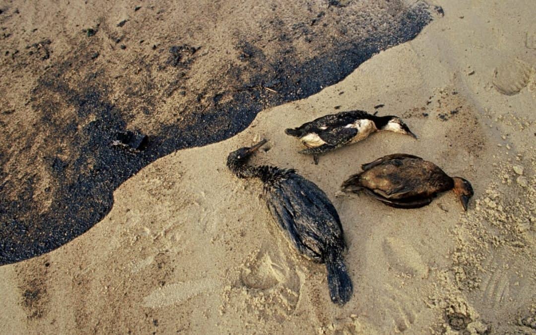 WWF Neuseeland hilft vor Ort bei der Ölpest in Tauranga