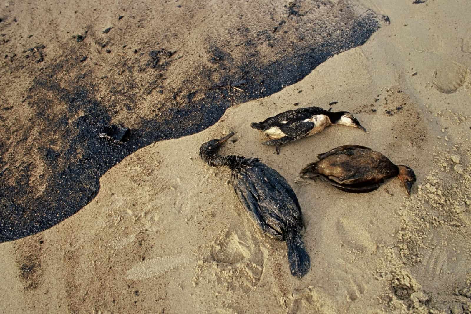 Tote Seevögel (c)_Jorge Sierra_WWF-Canon