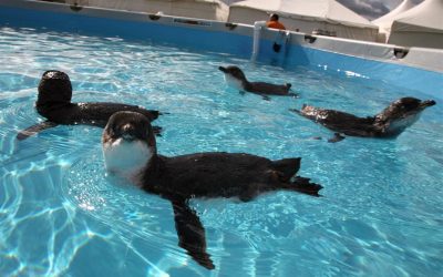 WWF Neuseeland rettet ölverschmierte Vögel in Neuseeland