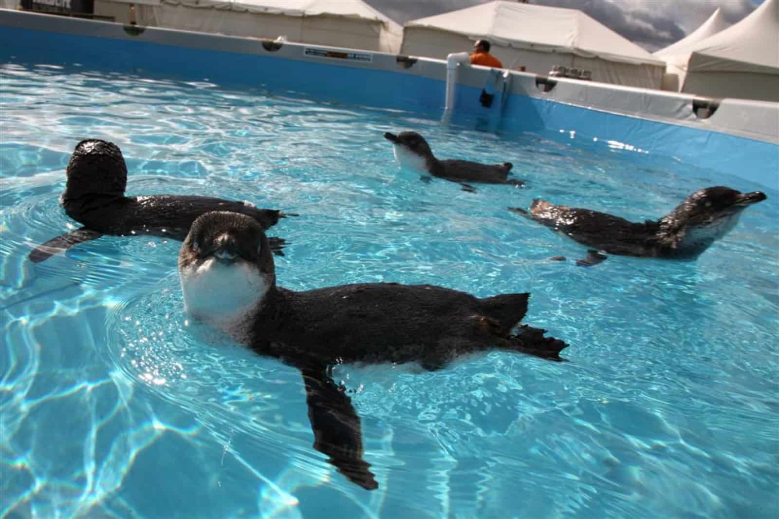 Pinguin Rettung mit Bob Zuur