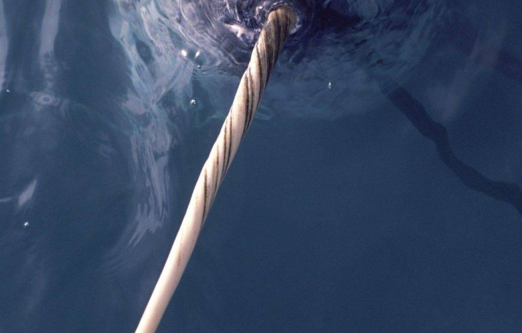 Klimawandel: Narwale werden jetzt online mit Satellit verfolgt