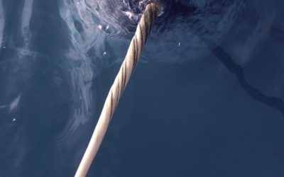 Klimawandel: Narwale werden jetzt online mit Satellit verfolgt