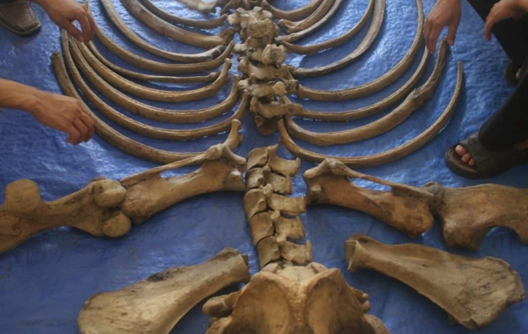 WWF bestätigt: Annamiten-Nashorn in Vietnam ist ausgerottet