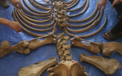 WWF bestätigt: Annamiten-Nashorn in Vietnam ist ausgerottet