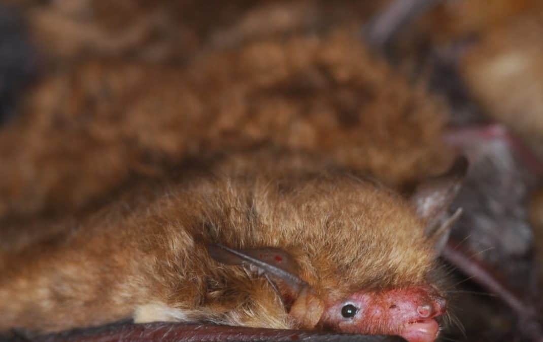 Fledermäuse auf Irrwegen: Rauchfang statt Baum