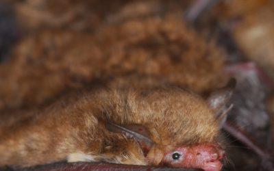 Fledermäuse auf Irrwegen: Rauchfang statt Baum