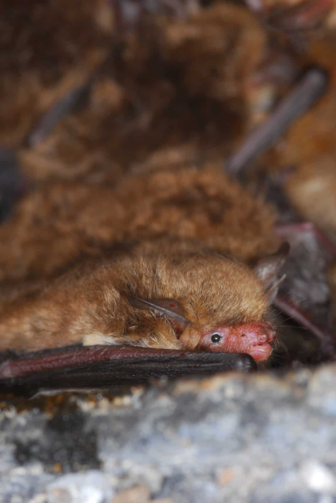 Fransenfledermaus Marchauen (c) Anton Vorauer_WWF