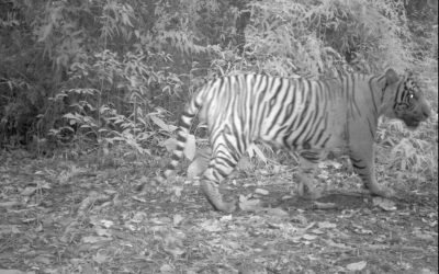 WWF: Wilde Katzen vor der Kamera