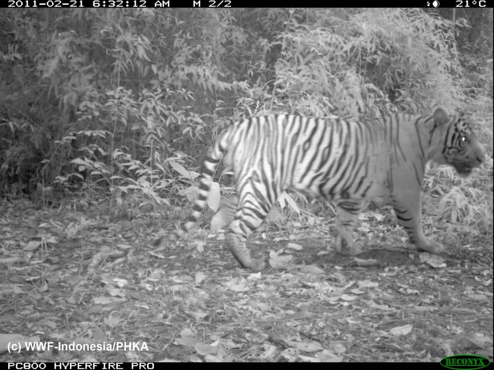 Sumatra Tiger_(c)WWF Indonesia