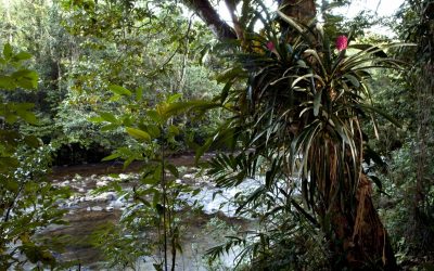 WWF startet weltweite Online-Aktion gegen neues Waldgesetz in Brasilien