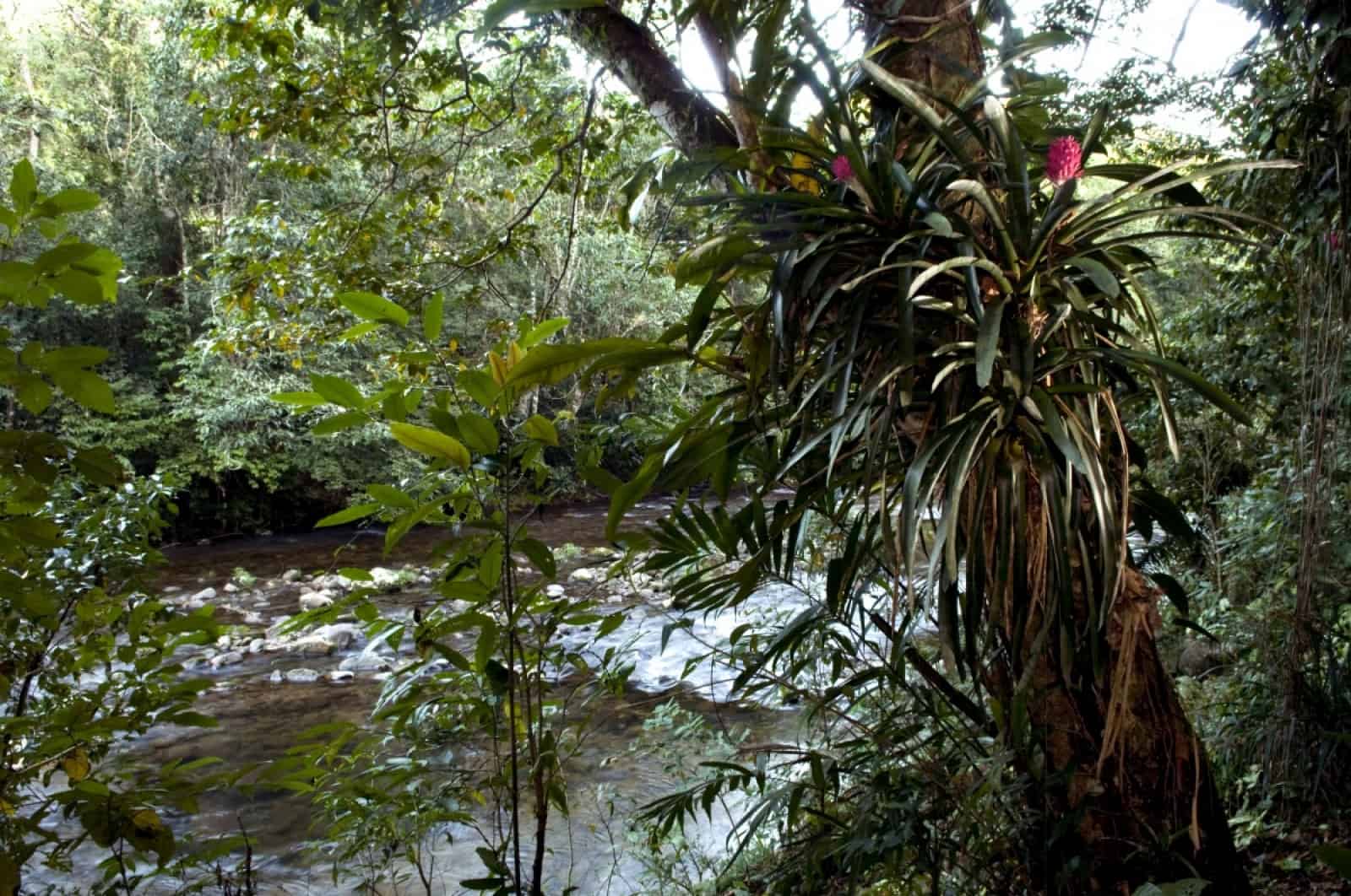 Atlantic Rainforest_(c)WWF-Brazil_Adriano Gambarini.jpg