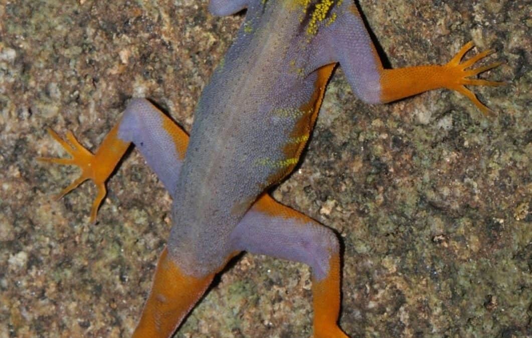 Neuentdeckungen: Klonende Eidechsen und Stupsnasen-Affen