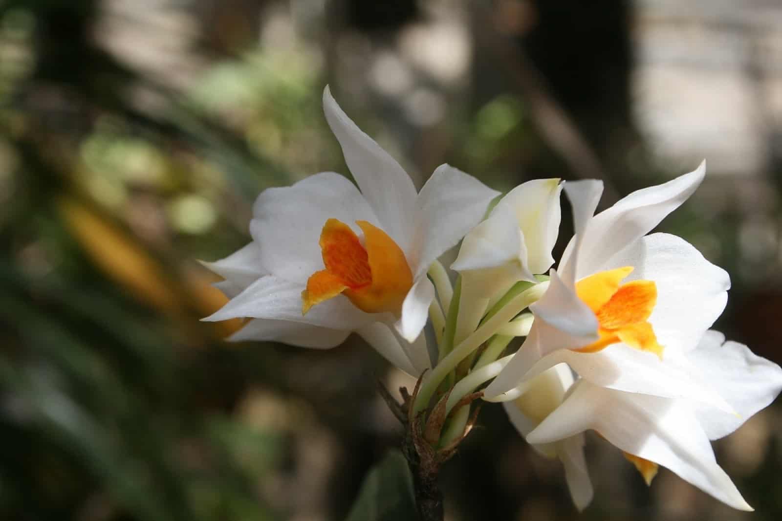Dendrobium daklakense(c)Duong Toan.jpg, © by Duong Toan Dendrobium daklakense(c)Duong Toan.jpg, © by Duong Toan