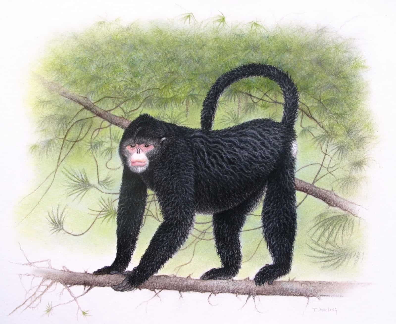 Rhinopithecus strykeri(c)Martin Aveling_Fauna & Flora International.jpg, © by Martin Aveling_Fauna & Flora International Rhinopithecus strykeri(c)Martin Aveling_Fauna & Flora International.jpg, © by Martin Aveling_Fauna & Flora International
