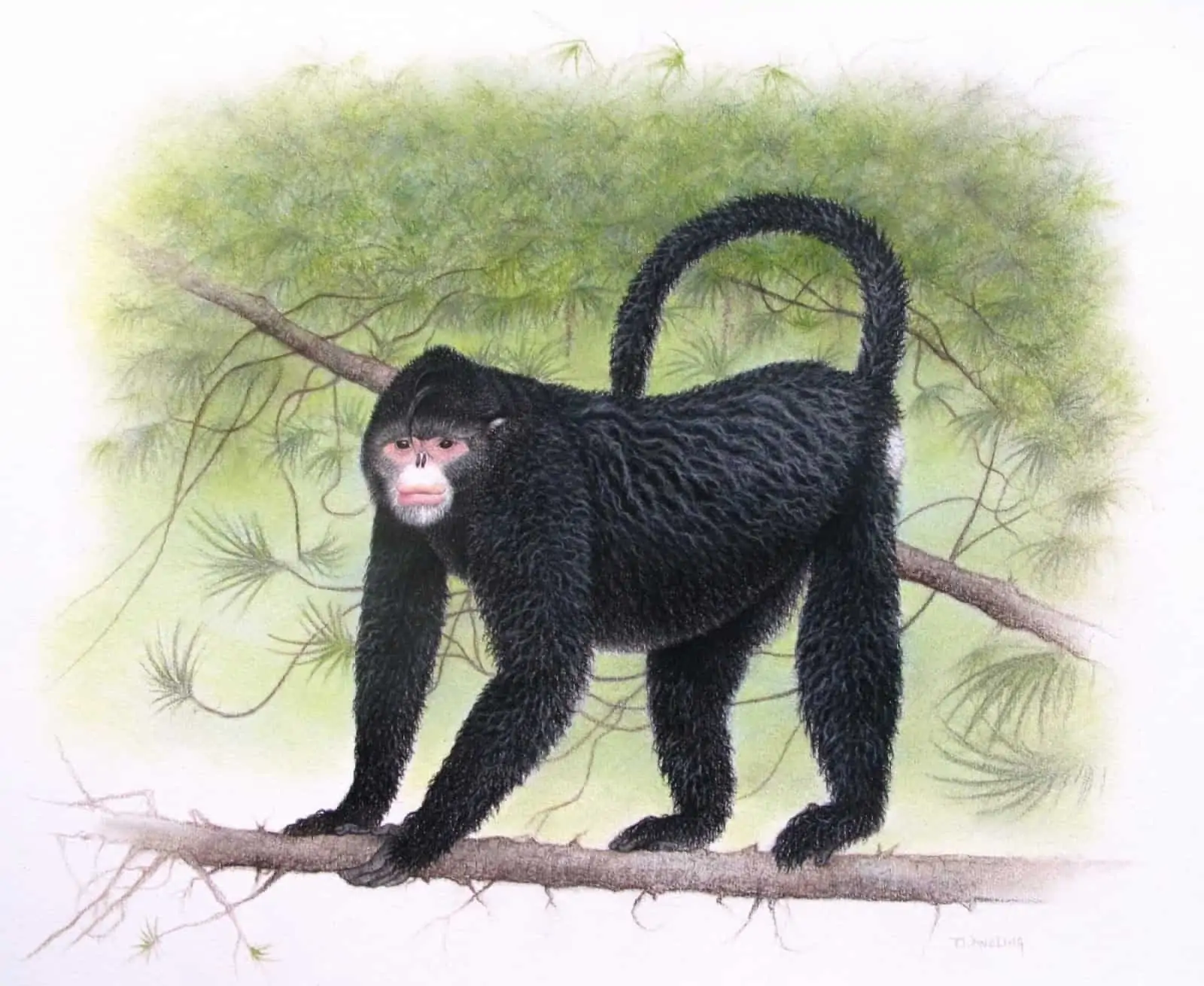 Rhinopithecus strykeri(c)Martin Aveling_Fauna & Flora International.jpg, © by Martin Aveling_Fauna & Flora International Rhinopithecus strykeri(c)Martin Aveling_Fauna & Flora International.jpg, © by Martin Aveling_Fauna & Flora International