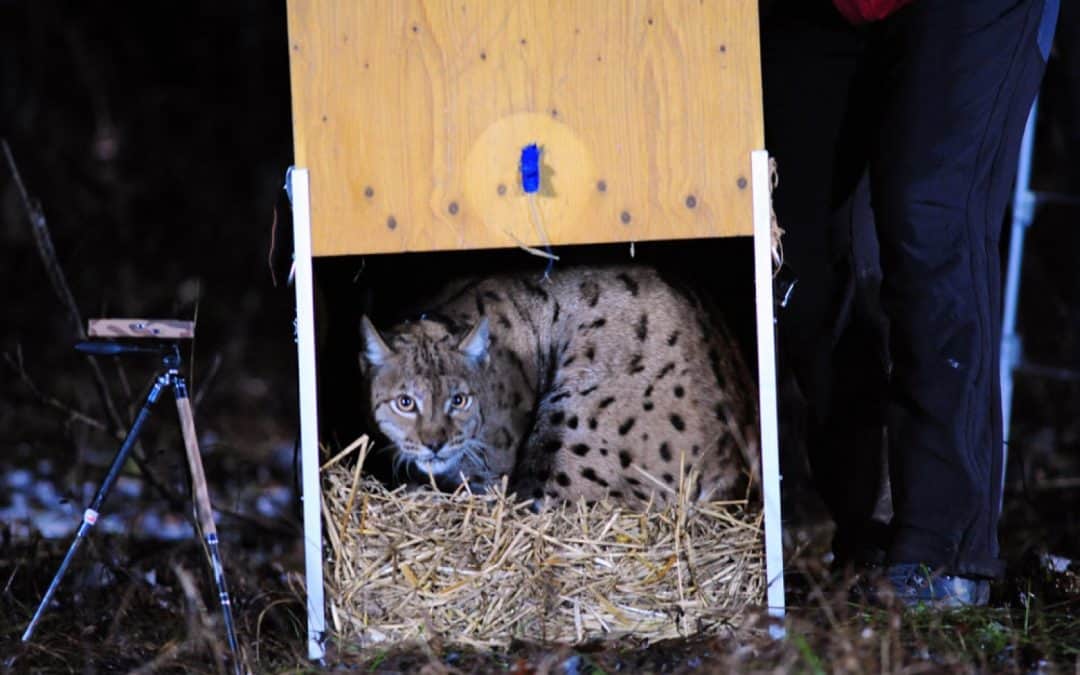 Dem Luchs Zukunft geben