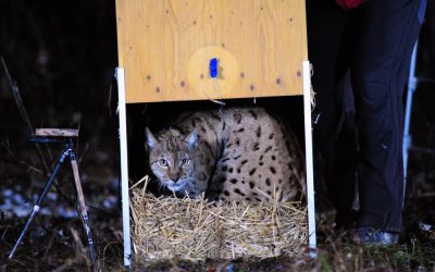 Dem Luchs Zukunft geben