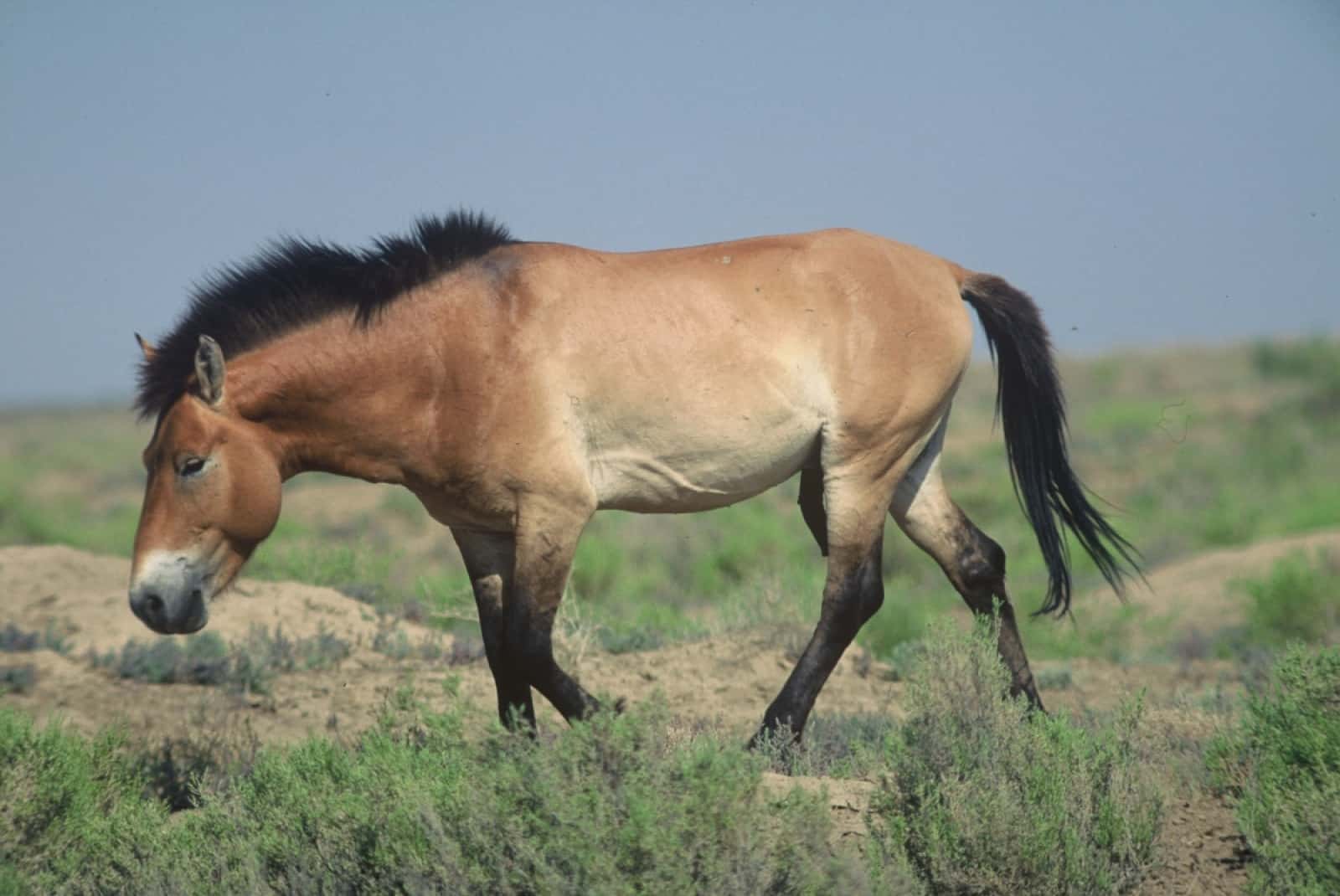 Przewalski Wildpferd, © by Hartmut Jungius WWF Canon Przewalski Wildpferd, © by Hartmut Jungius WWF Canon