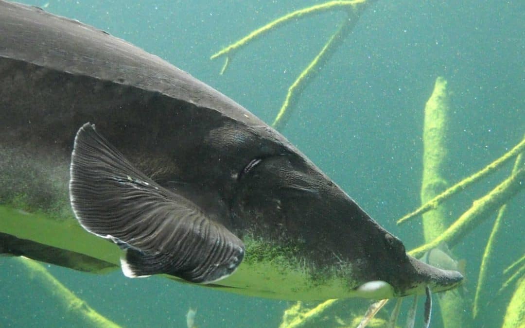 WWF: Menschheit vertausendfacht das Artensterben