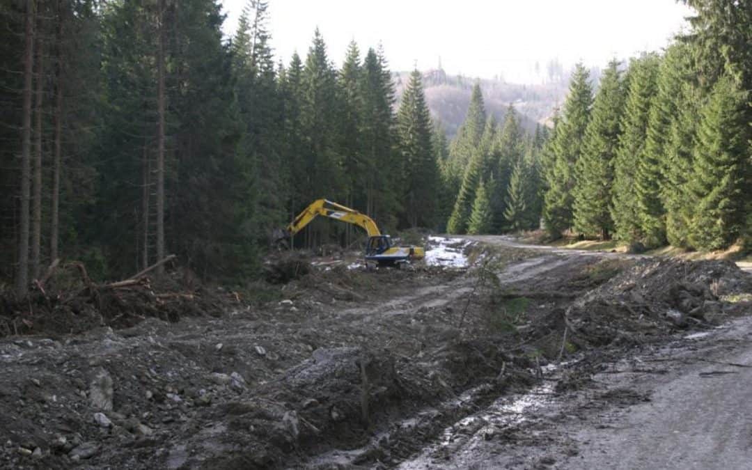Neuer WWF-Report: So scheitern Europa und Österreich im Kampf gegen die Holzmafia