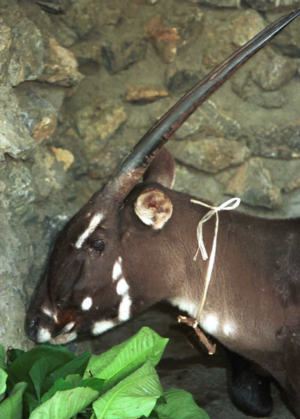 Saolaweibchen