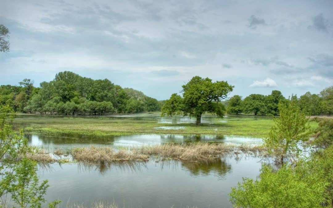Neuer Biodiversitätsbericht: WWF fordert Naturschutz-Offensive