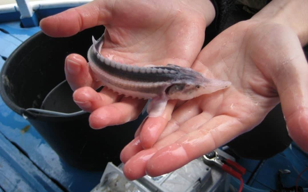 WWF begrüßt Fangverbot für gefährdete Donaustöre