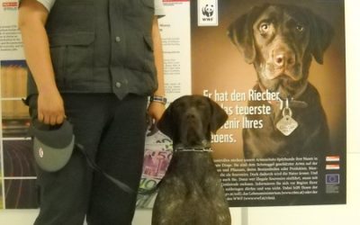 Detektiv auf vier Pfoten: Hund „Lord“ hilft Zöllnern gegen Artenschmuggel