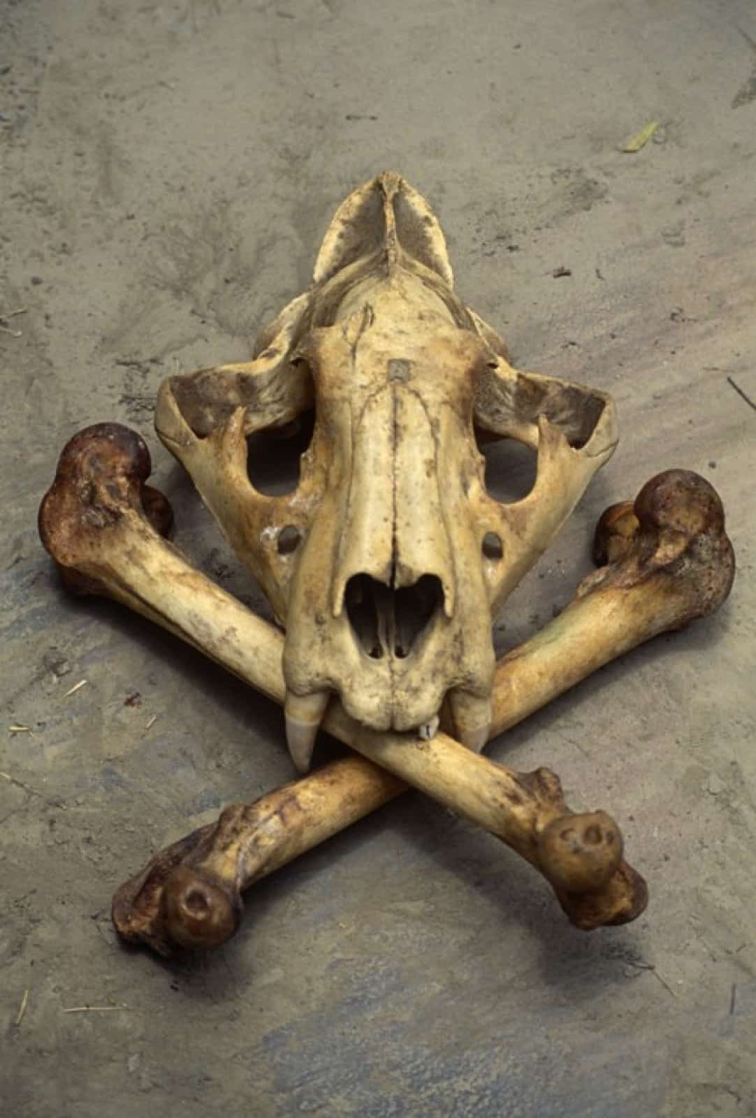 Tiger skull