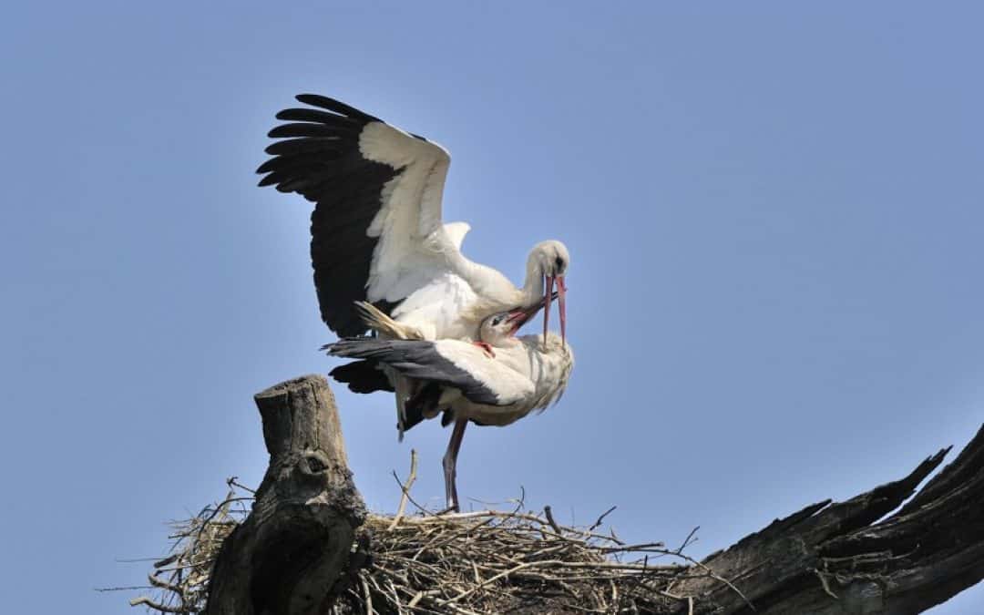 Störche aus March-Thaya-Auen schon auf dem Weg nach Afrika