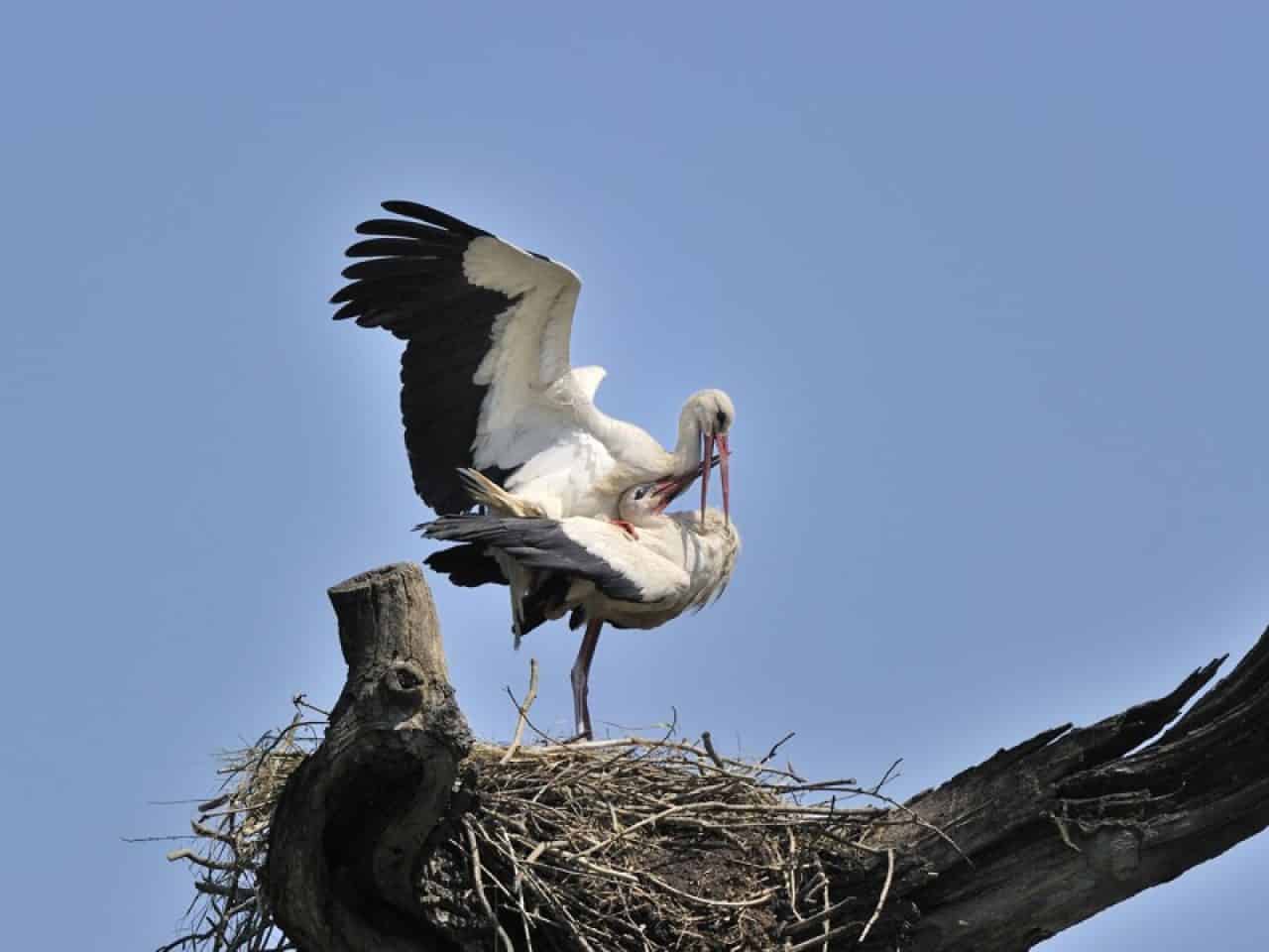 Wie Lange Fliegen Störche Nach Afrika