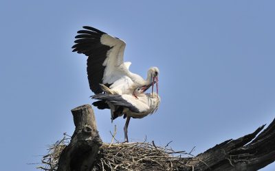Störche aus March-Thaya-Auen schon auf dem Weg nach Afrika