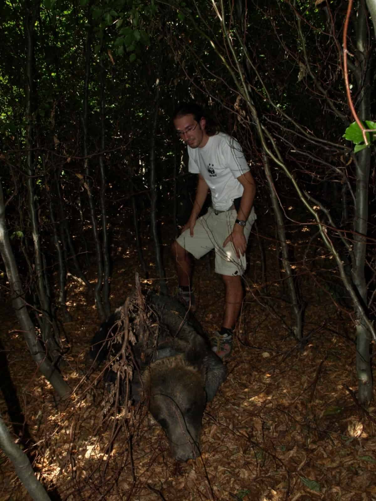 Toter Braunbär in Rumänien
