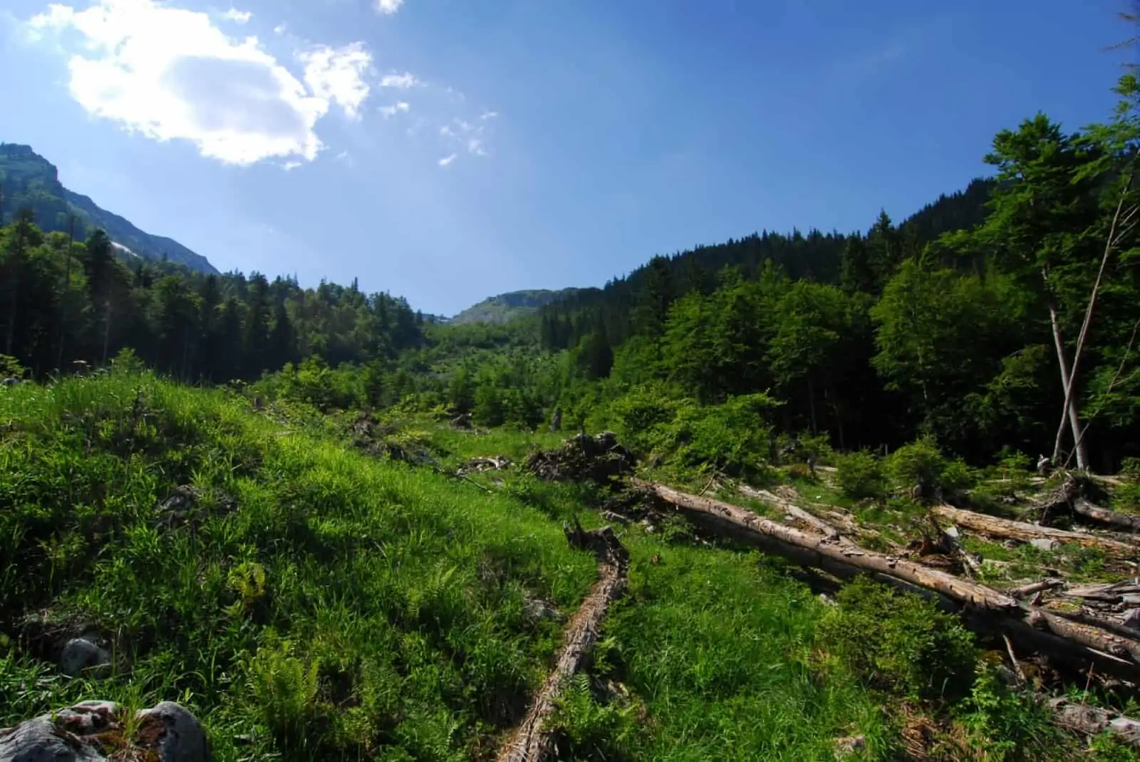 Wildnisgebiet Dürrenstein_Rothwald, © by Anton Vorauer/WWF