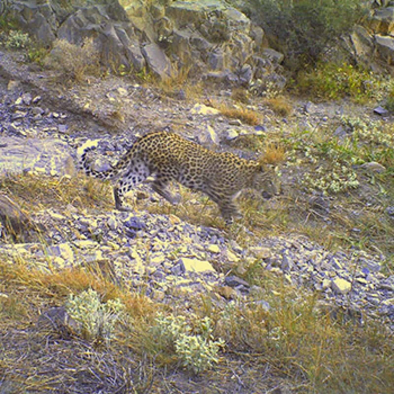 Kaukasus-Leopard, © by WWF