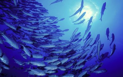 WWF: Europa geht der Fisch aus