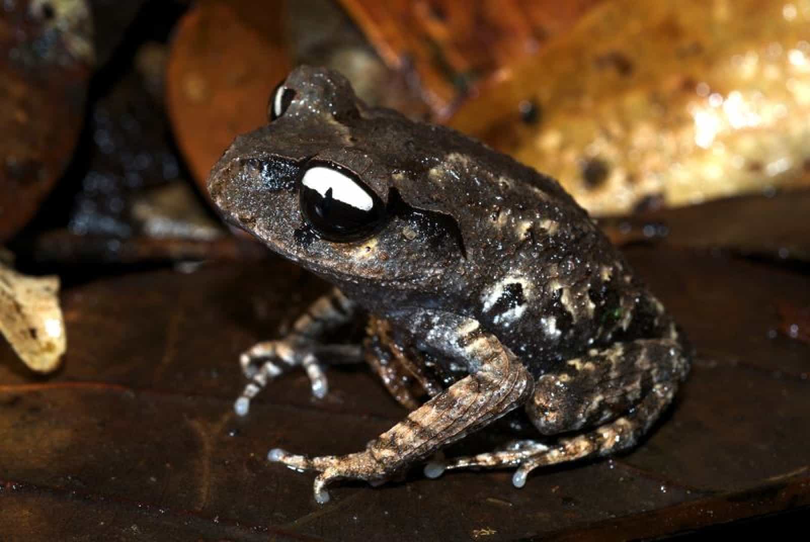 Yin und Yang Frosch