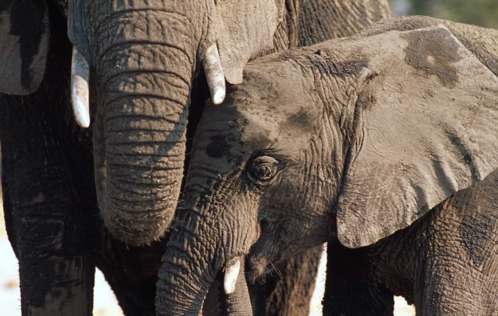 Junger Afrikanischer Elefant mit Mutter