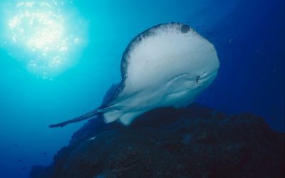 Welterbe in Gefahr: Rote Karte für Australiens Regierung