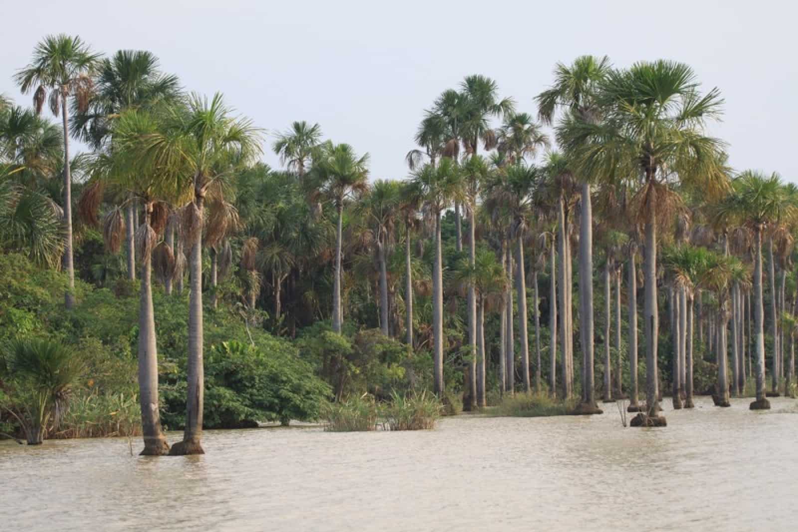 Yata Beni, Bolivien