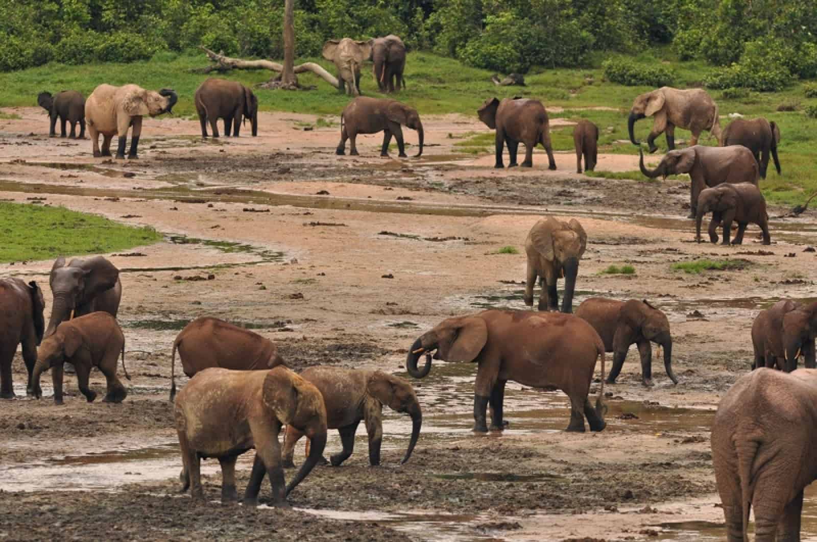 Waldelefanten im Dzanga Sangha - Schutzgebiet in Afrika, © by Matthias Dehling/WWF