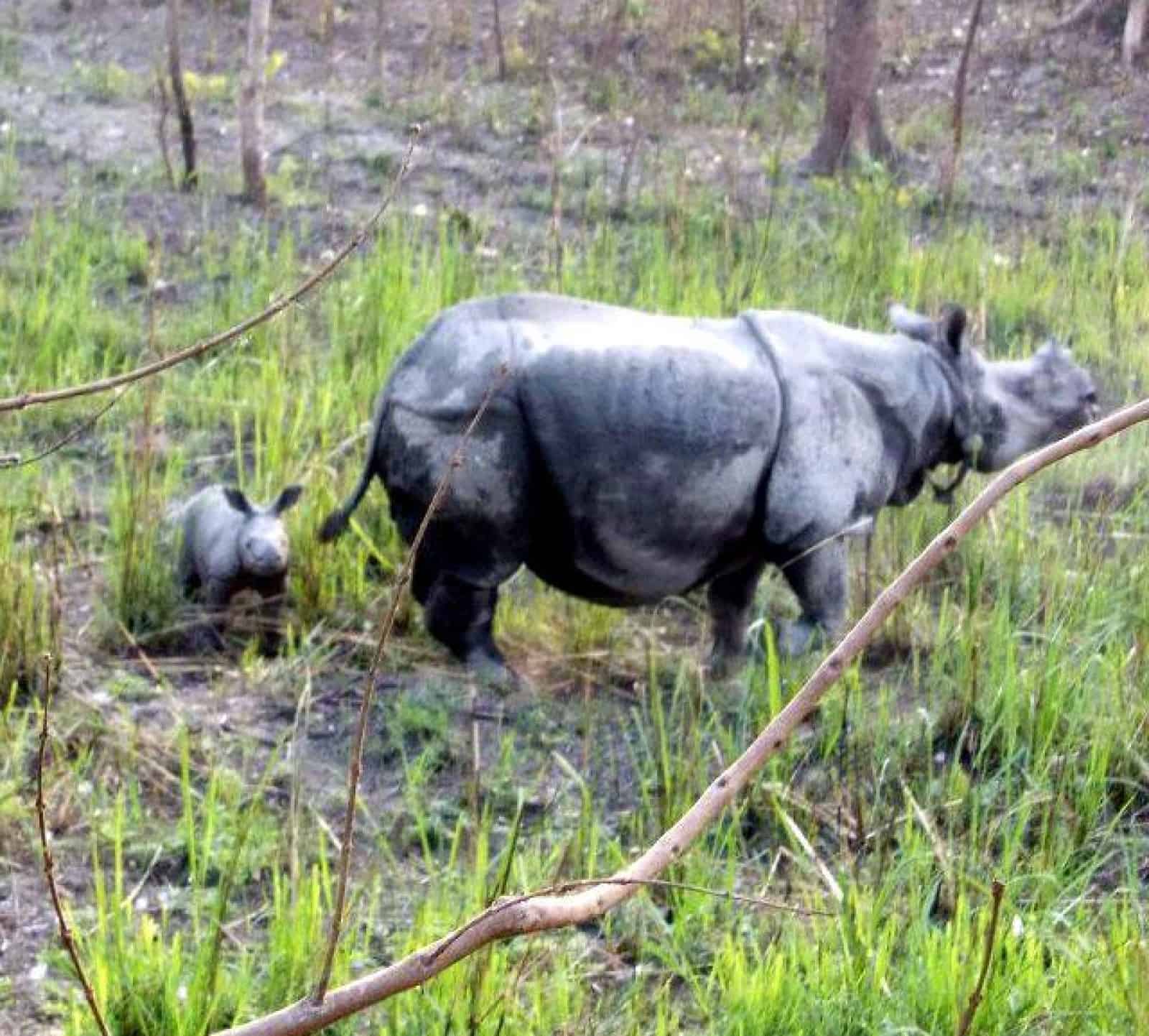 Nashorn mit Jungem