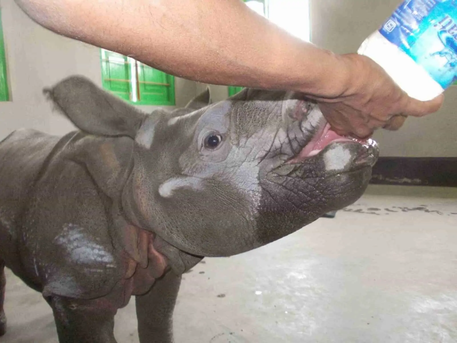 Nashornbaby wird vom WWF versorgt, © by WWF-India Nashornbaby wird vom WWF versorgt, © by WWF-India