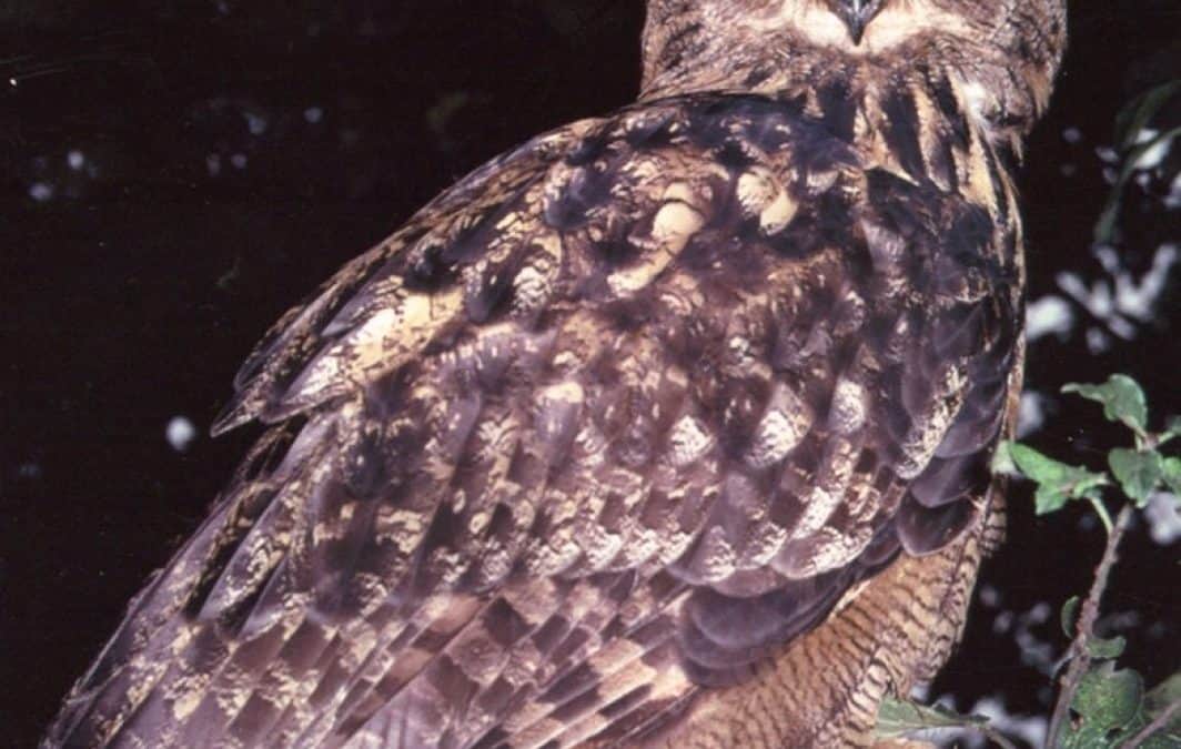 Hurra, Walpurgisnacht!  – Haben unsere Eulen Grund zu feiern?