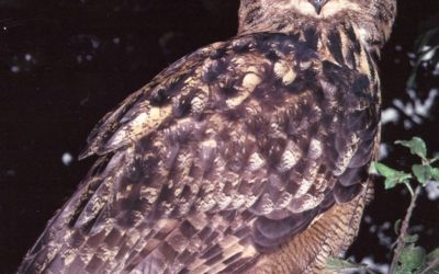 Hurra, Walpurgisnacht!  – Haben unsere Eulen Grund zu feiern?