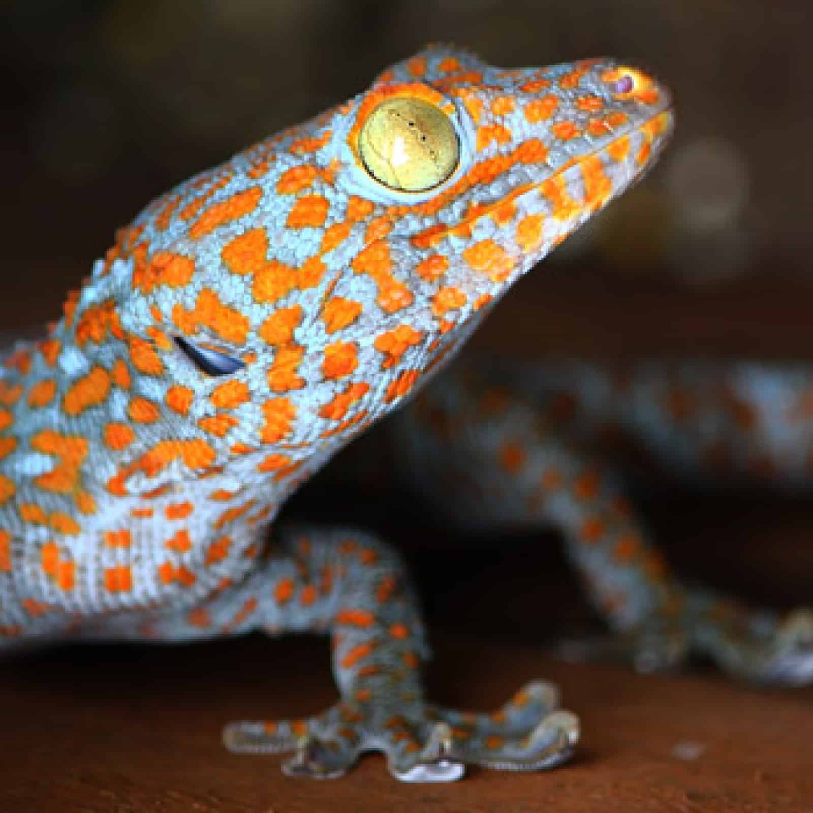 Tokeh Gecko (c) C. Gomes_TRAFFIC _WWF.jpg